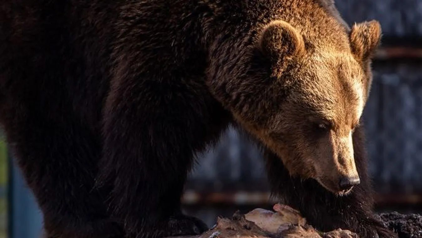 Elpusztult Masha, az Ukrajnából kimenekített cirkuszi medve: ez okozta a halálát