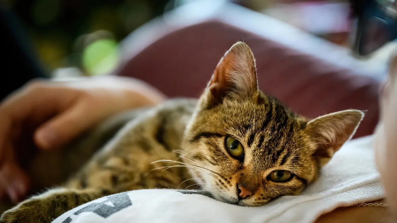 Életmentő lehet, ezt minden gazdinak tudni