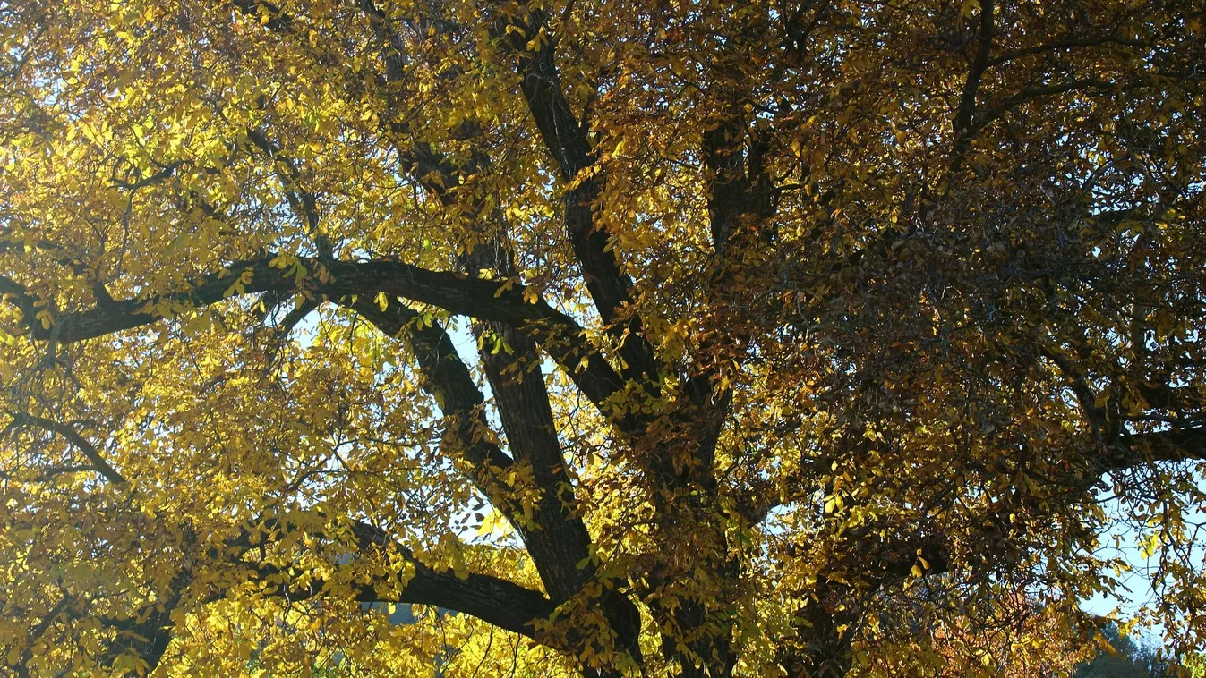 Ezek a virágok a diófa alatt is szépek maradnak