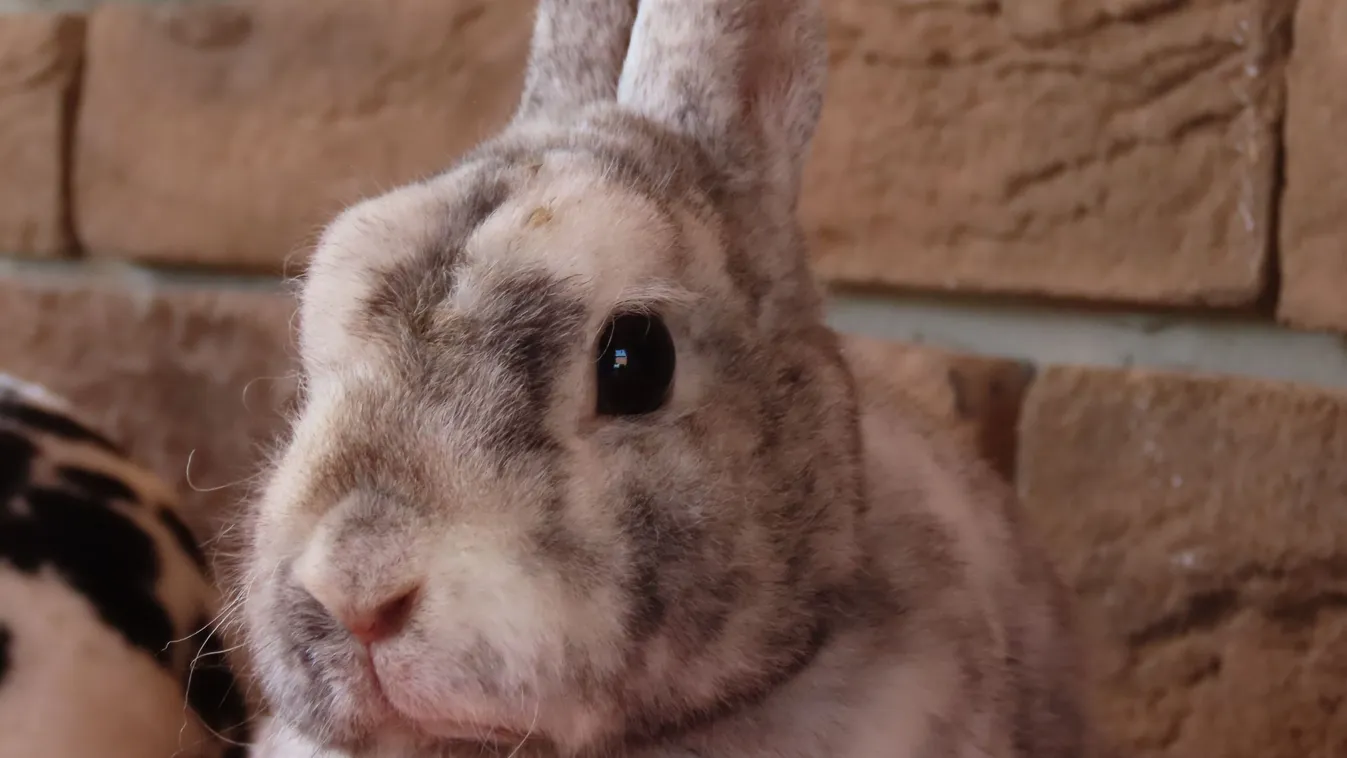 Akkor vegyél élő nyulat húsvétra, ha van 1,4 milliód!