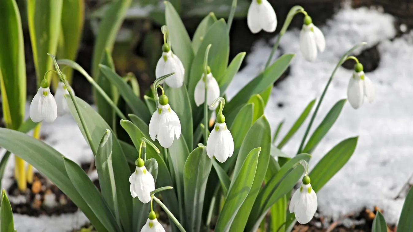 Beköszöntött a márciusi tél: Budapesten havazott – fotó