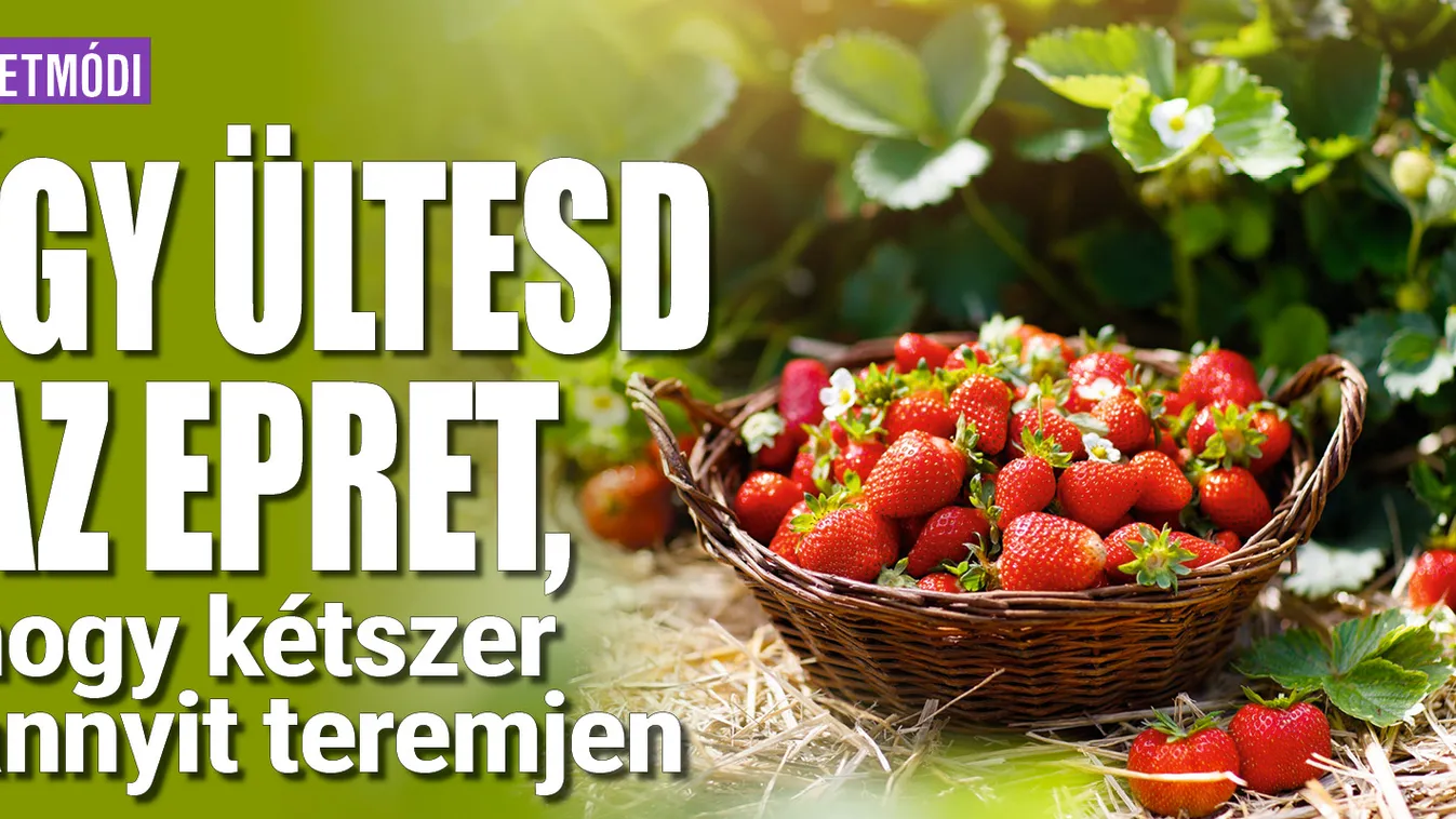 Így ültesd az epret, hogy ketszer annyit teremjen