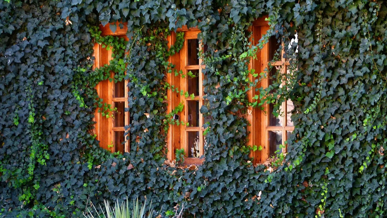 Gyönyörű növények, amik totál hazavágják a kerted! Ezeket felejtsd el