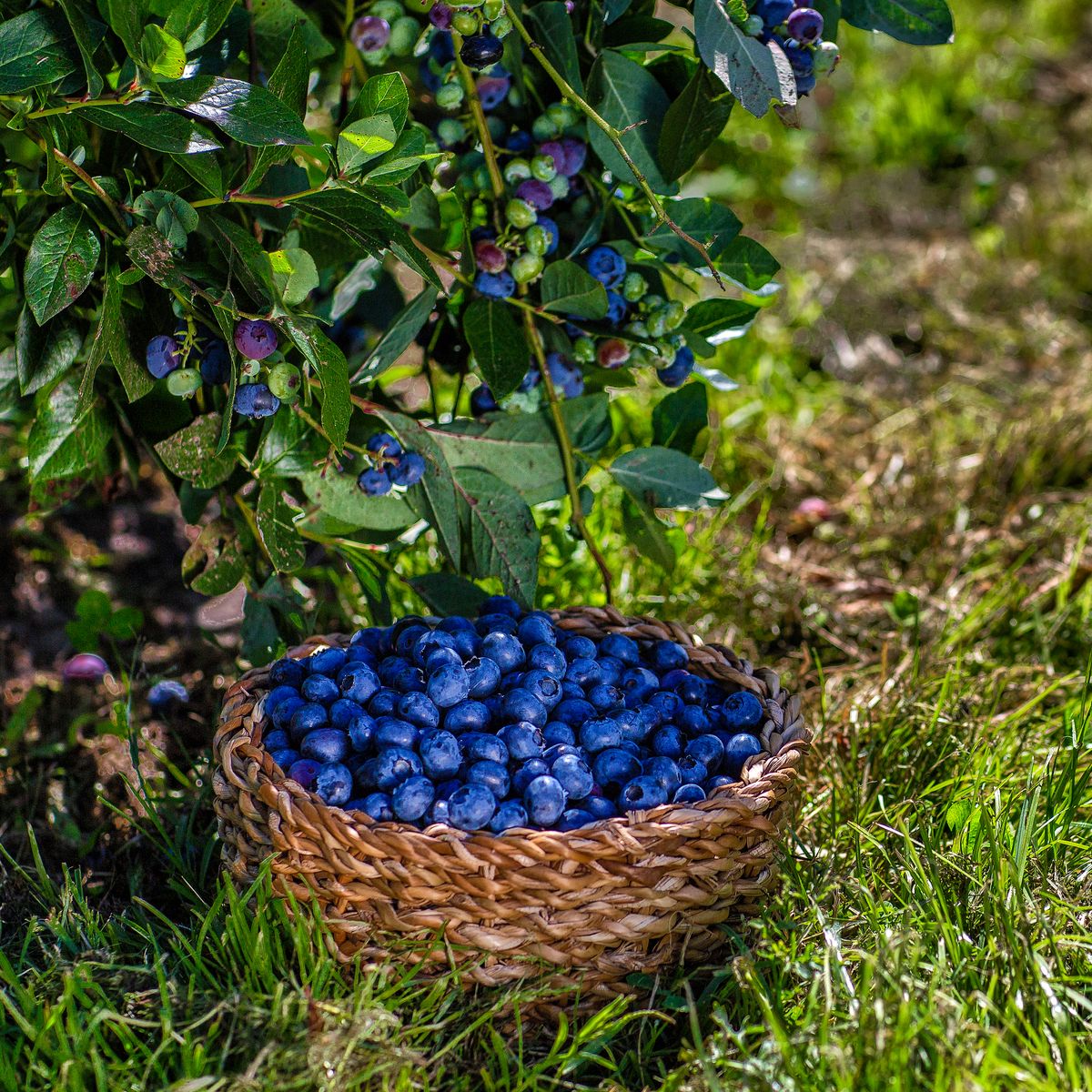Branches,Of,Blueberries,With,Berries,And,Blueberries,In,The,Basket,