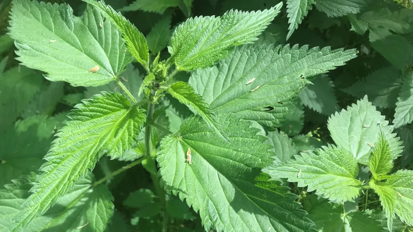 Fedezzük fel újra a csalánt, elképesztően egészséges