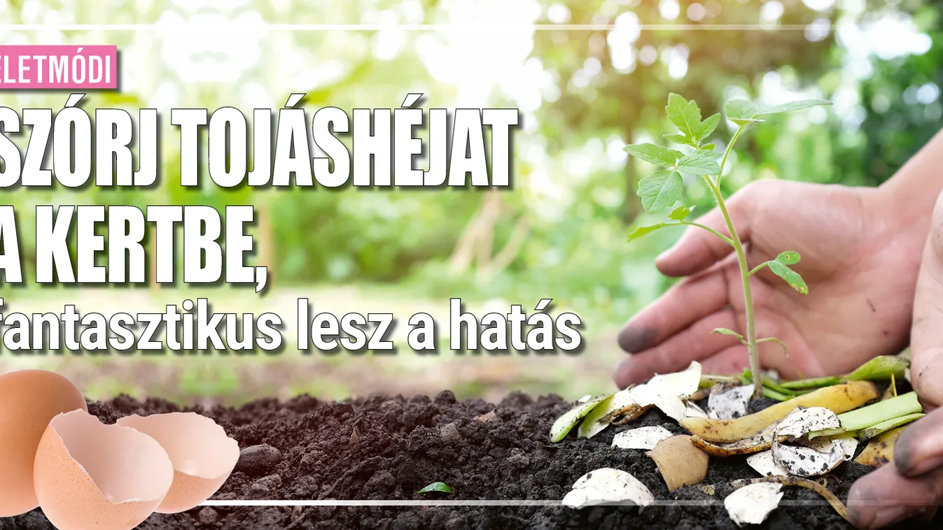 Szórj tojáshéjat a kertbe, fantasztikus lesz a hatás