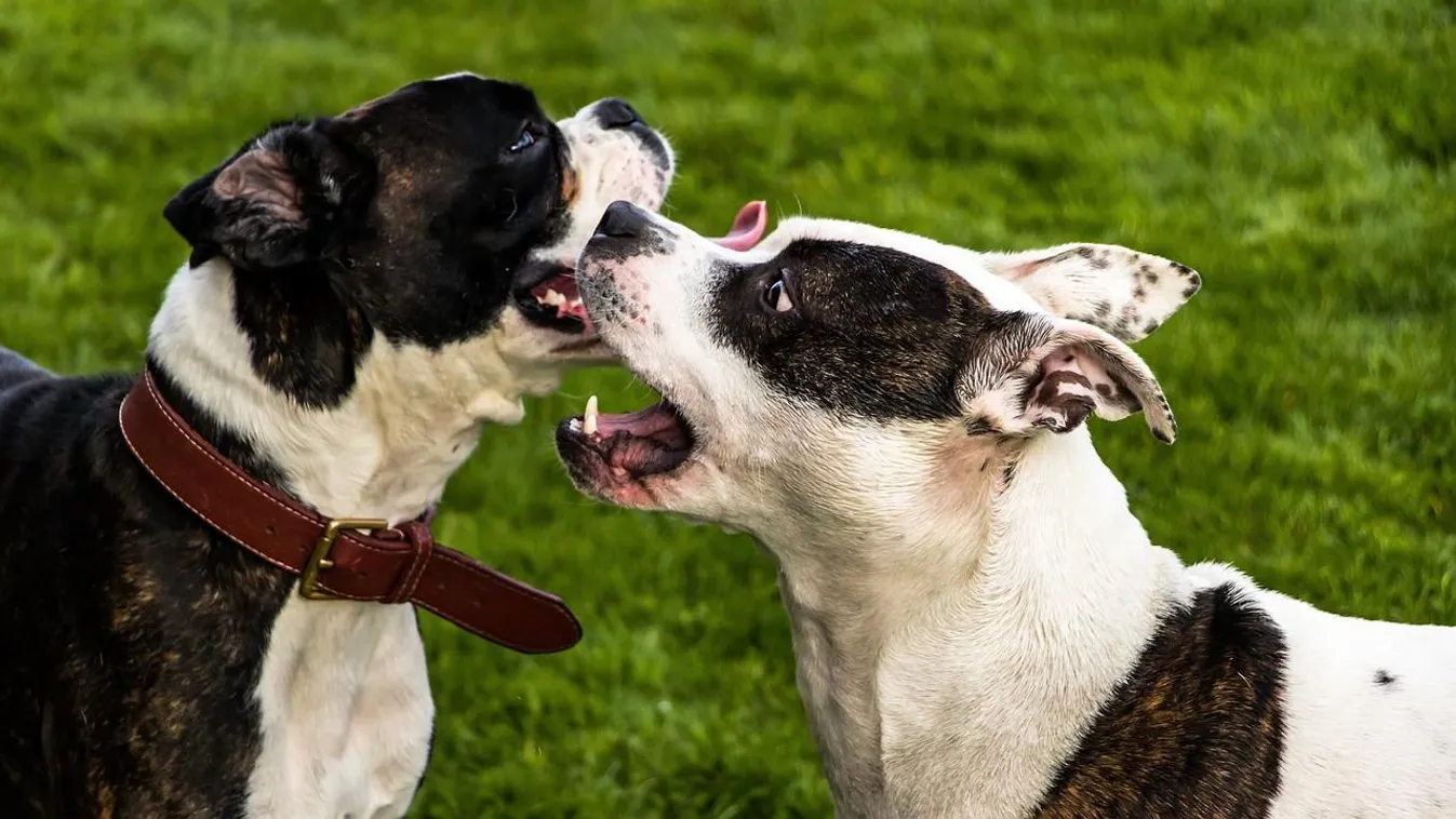 Menekült ukrán anyára támadt rá egy kiszökött kutya