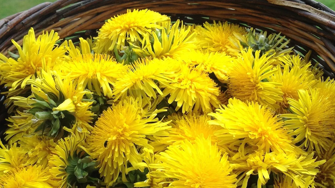 Csodás, gyógyító ereje van a pitypangnak, mutatjuk, hogy készítsd el