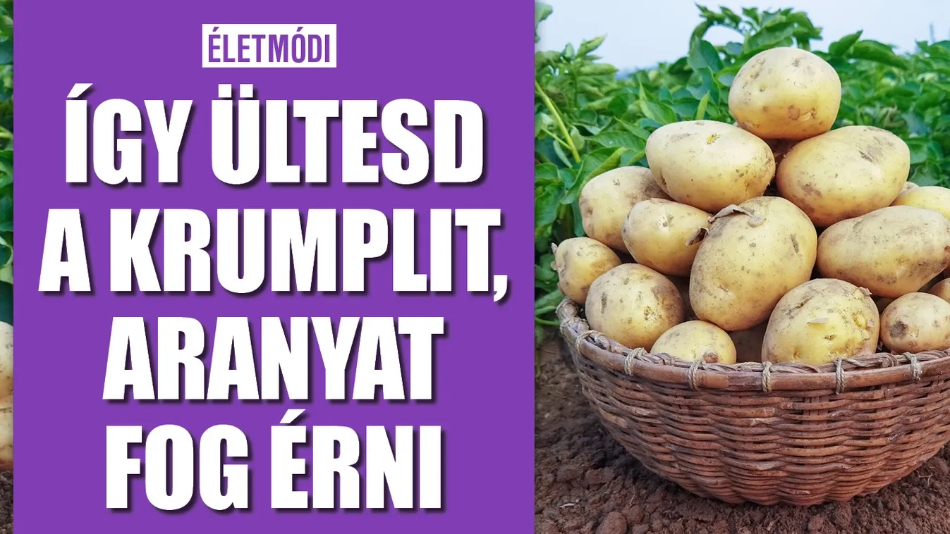 Igy ültesd a krumplit, aranyat fog érni