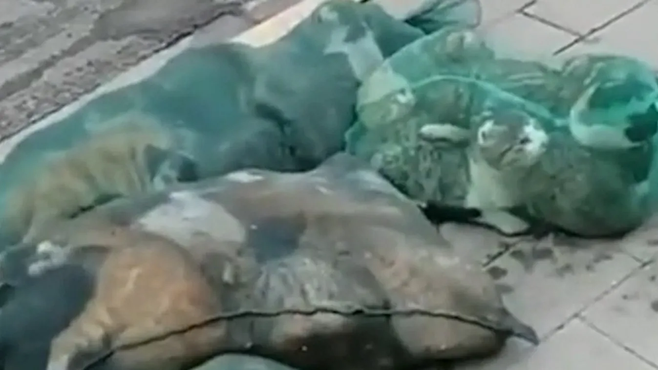 Kínában megölik a koronavírusos emberek állatait