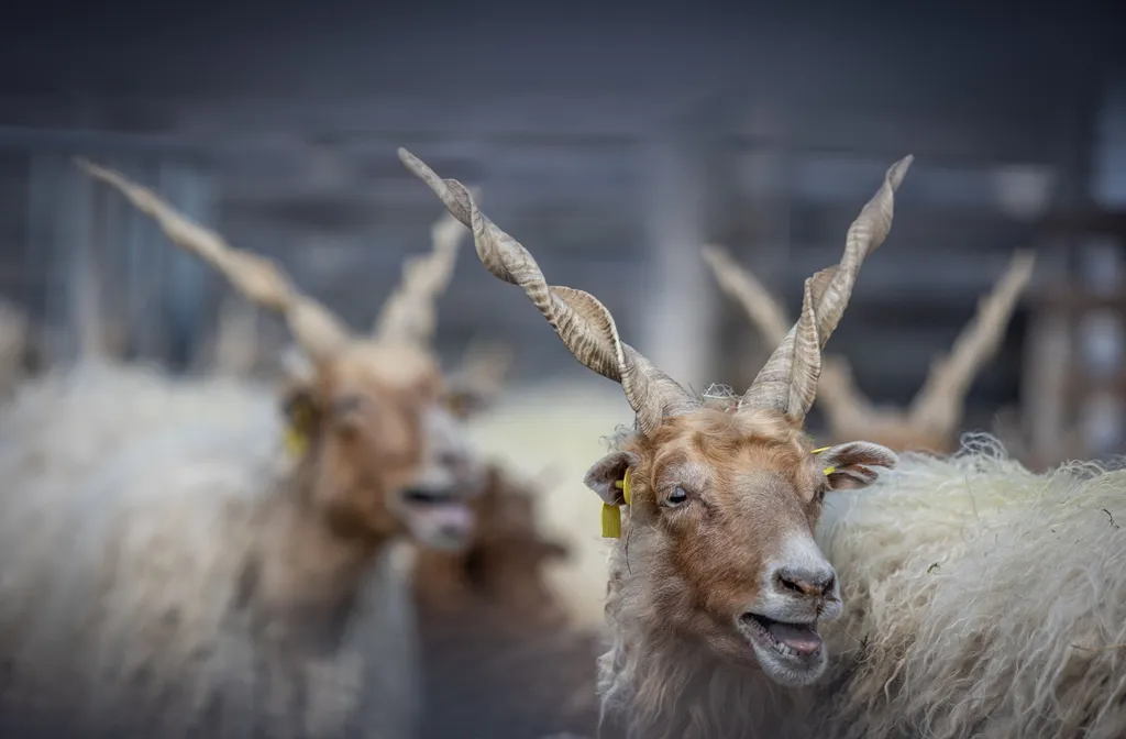 20220417 Szentendre, Skanzen Húsvét. Fotó:Bánkúti Sándor