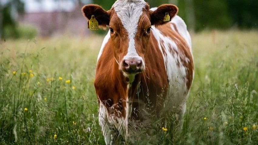 Sokkoló: megerőszakolta a szomszéd tehenét a 22 éves férfi