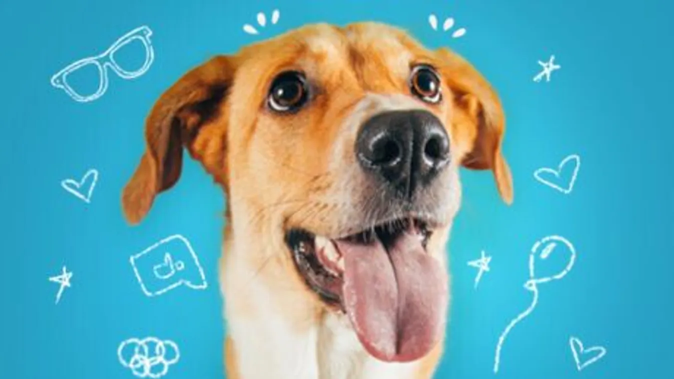 Így kell a felelős állattartást népszerűsíteni