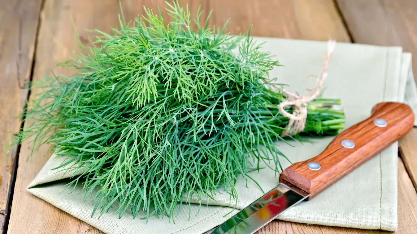 Ismerd meg a kapor gyógyító erejét: ezért fontos ez a zöldfűszer