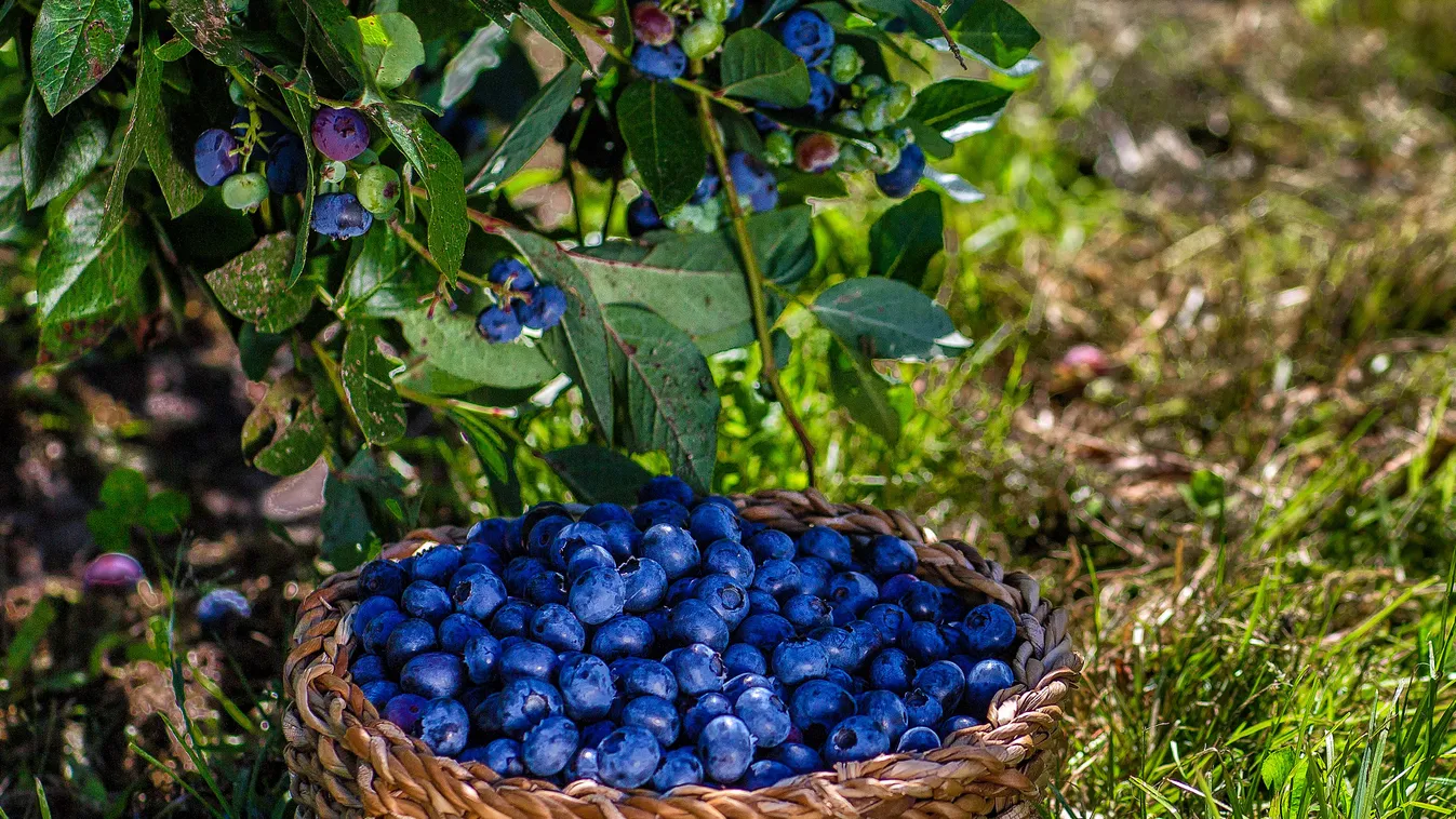 Branches,Of,Blueberries,With,Berries,And,Blueberries,In,The,Basket,