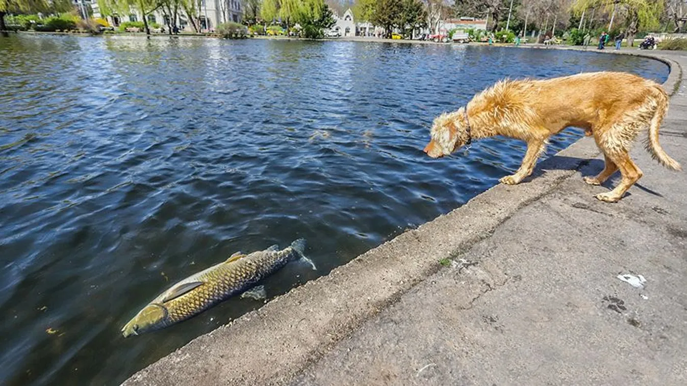 Mindenkit megdöbbentett a városligeti halpusztulás – vi