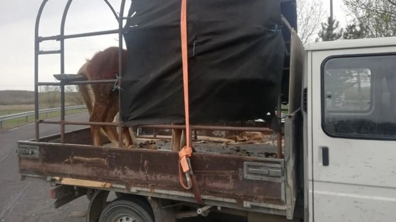 Kimaxolta a bűnlajstromot a lószállító