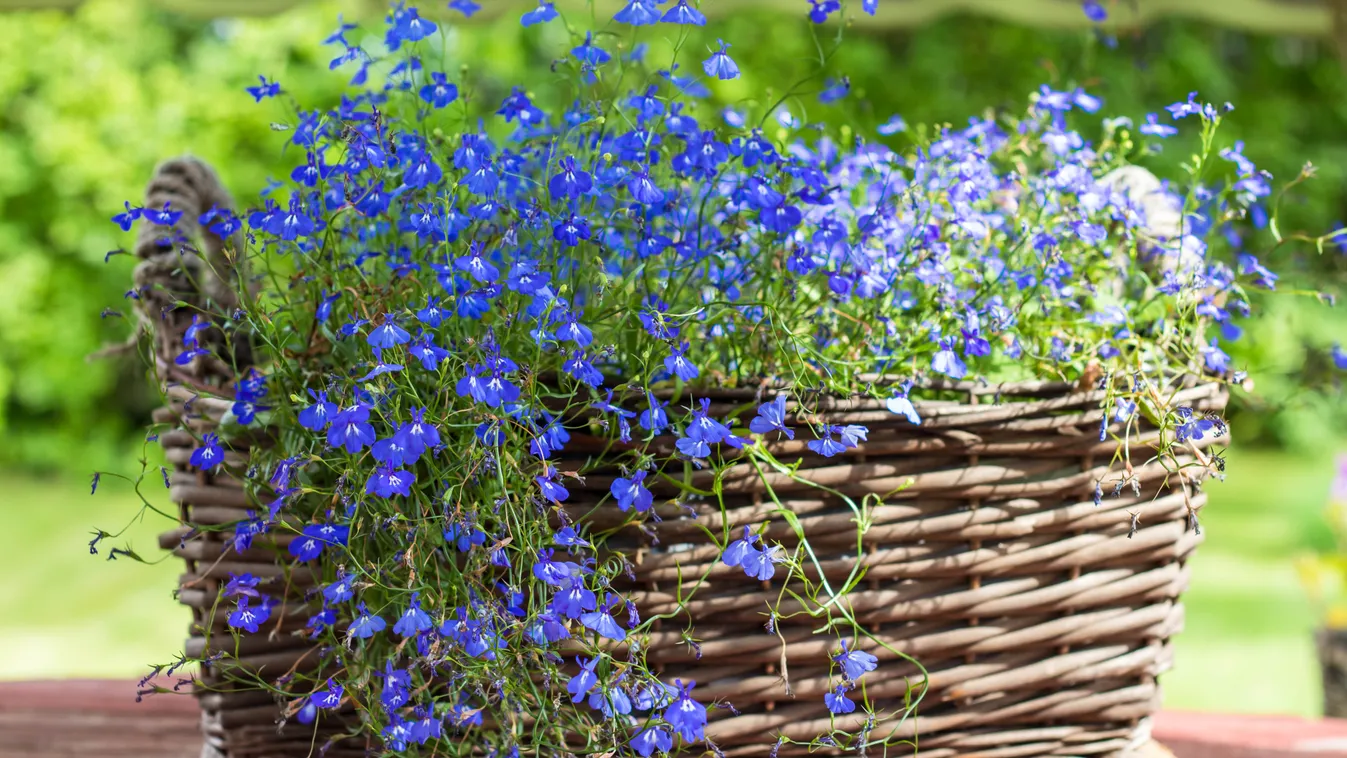 Wicker,Basket,With,Bright,Blue,Small,Flowers,Of,Lobelia,Close