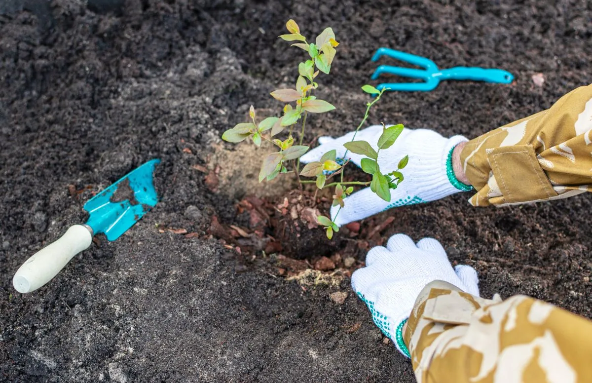 Persons,Hands,In,Working,Gloves,Are,Planting,Blueberry,Seedling,In