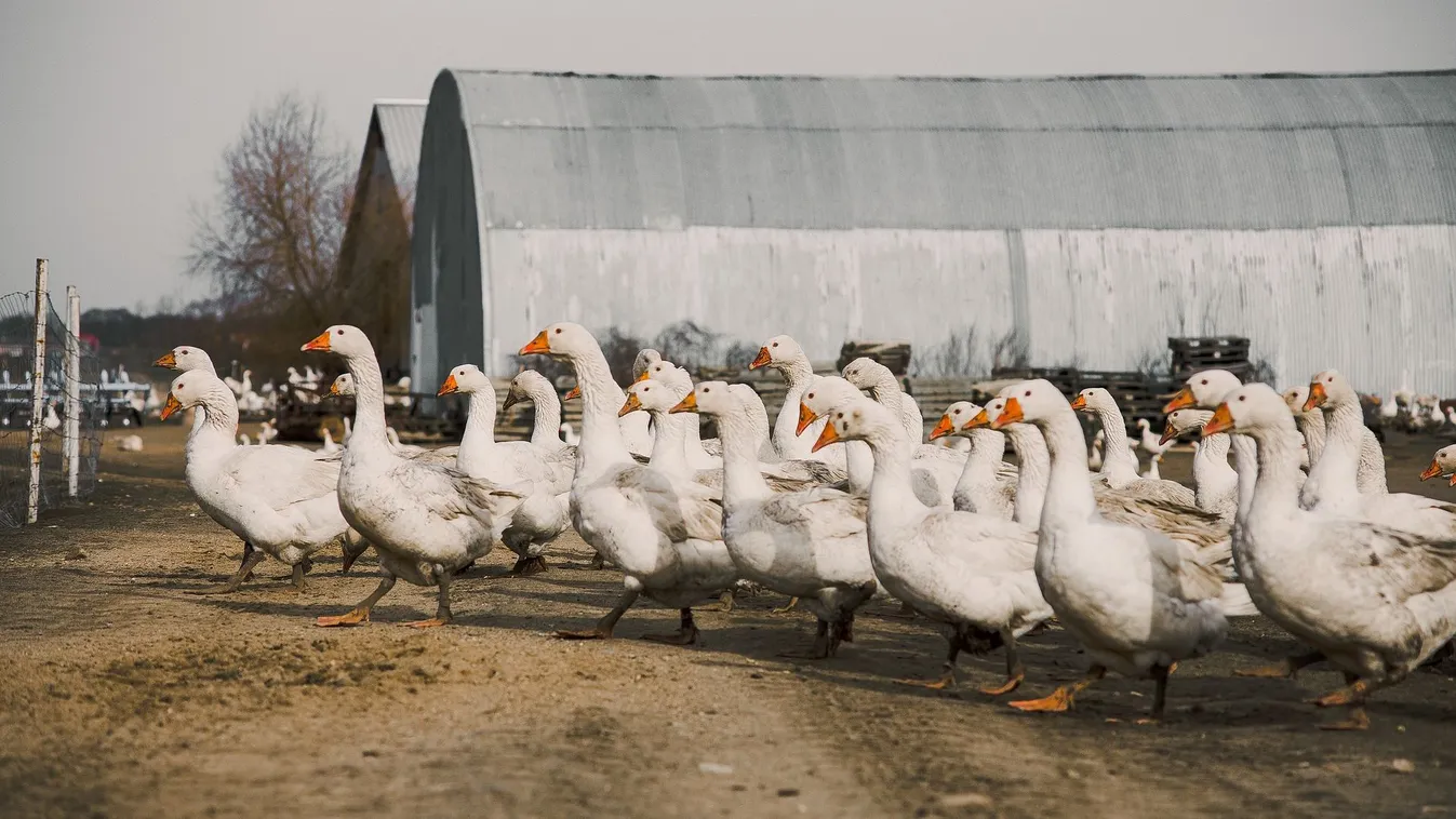Ha nem volt még elég a járványokból, újra itt a madárinfuenza