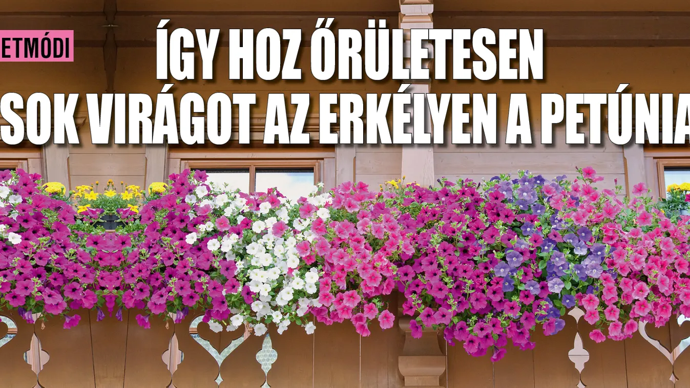 Így hoz őrületesen sok virágot a petúnia