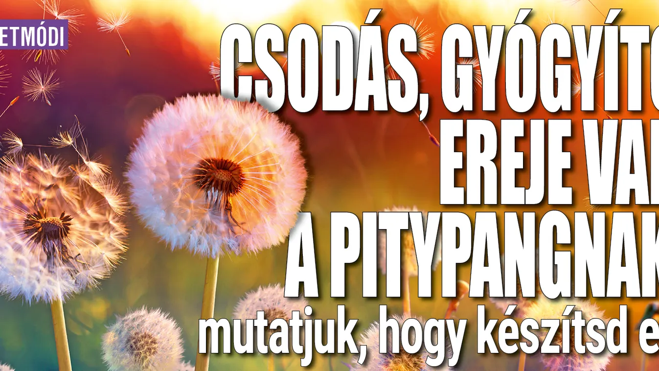 Csodás, gyógyító ereje van a pitypangnak