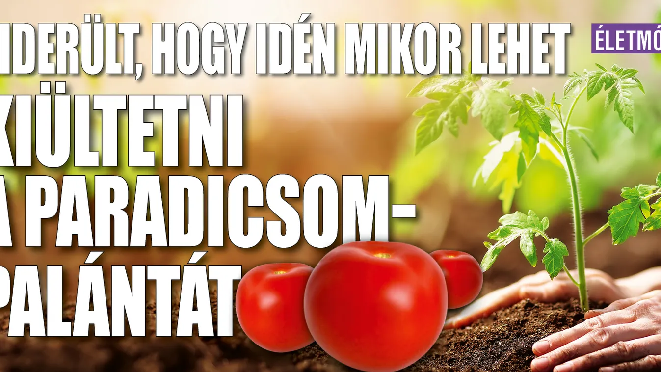 Kiderült, idén mikor lehet kiültetni a paradicsompalántát