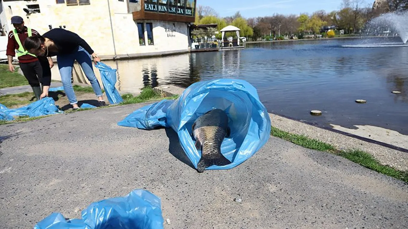 Dögszag és tetemek a Városligetben, ez történt a tónál