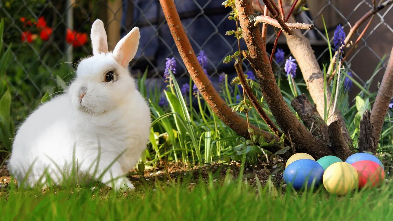 Vigyázat, börtön is járhat a húsvéti nyúlért!
