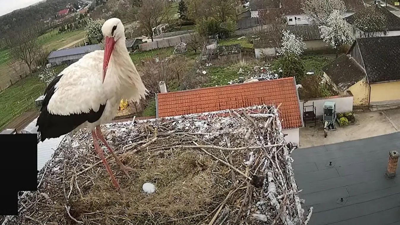  Idén gólya hozza a tojást Ságváron – Videó