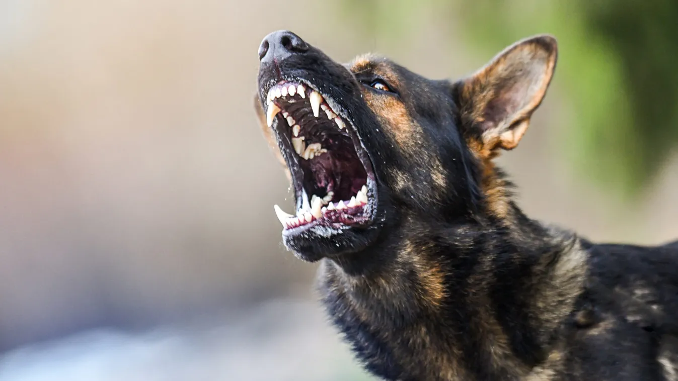 Öt percen keresztül marcangolták a 13 éves kislányt a kutyák