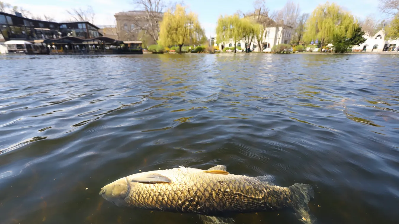 Városligeti katasztrófa: ezért pusztultak el a halak