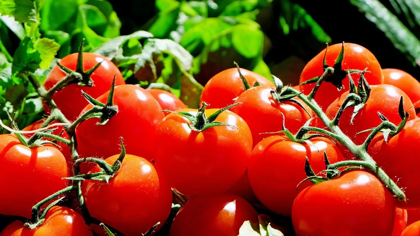 Kiderült, idén mikor lehet kiültetni a paradicsompalántát