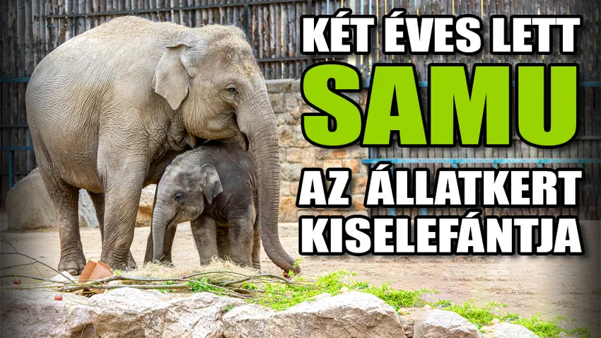 Elefánt tortát is kapott a szülinapos Samu