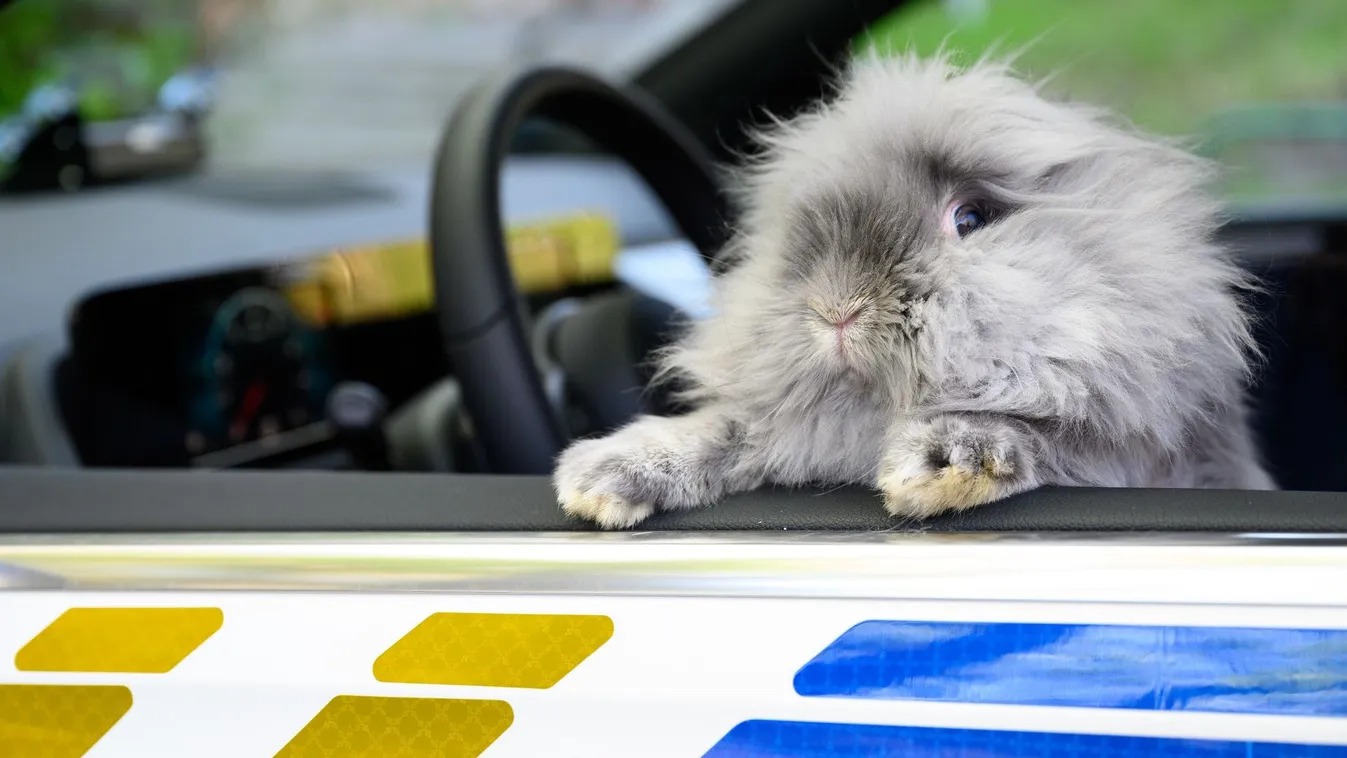 Rendőrnő fogadta örökbe, miután majdnem meghalt