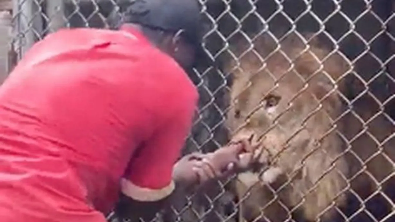 Horror az állatkertben: Letépte az oroszlán a férfi ujját