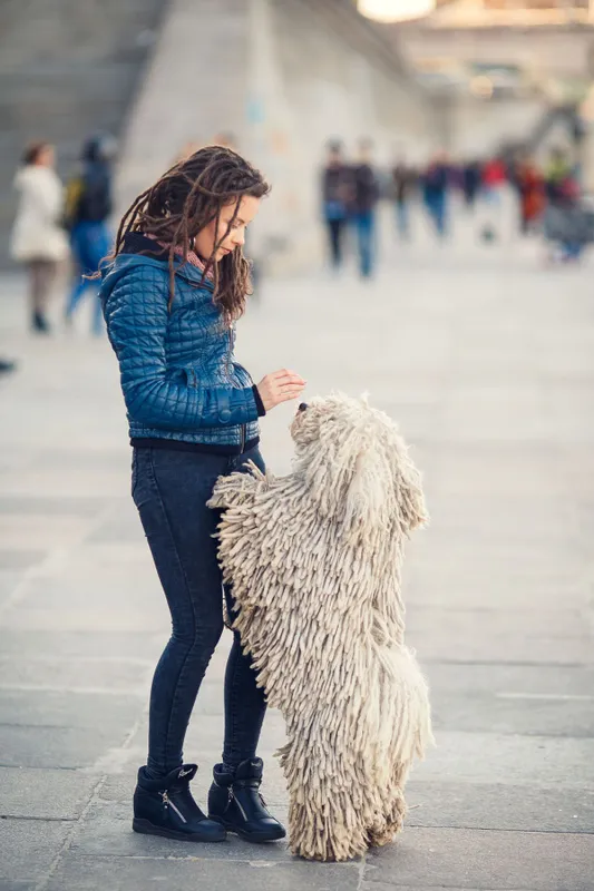 A legismertebb ősi magyar kutyafajta.