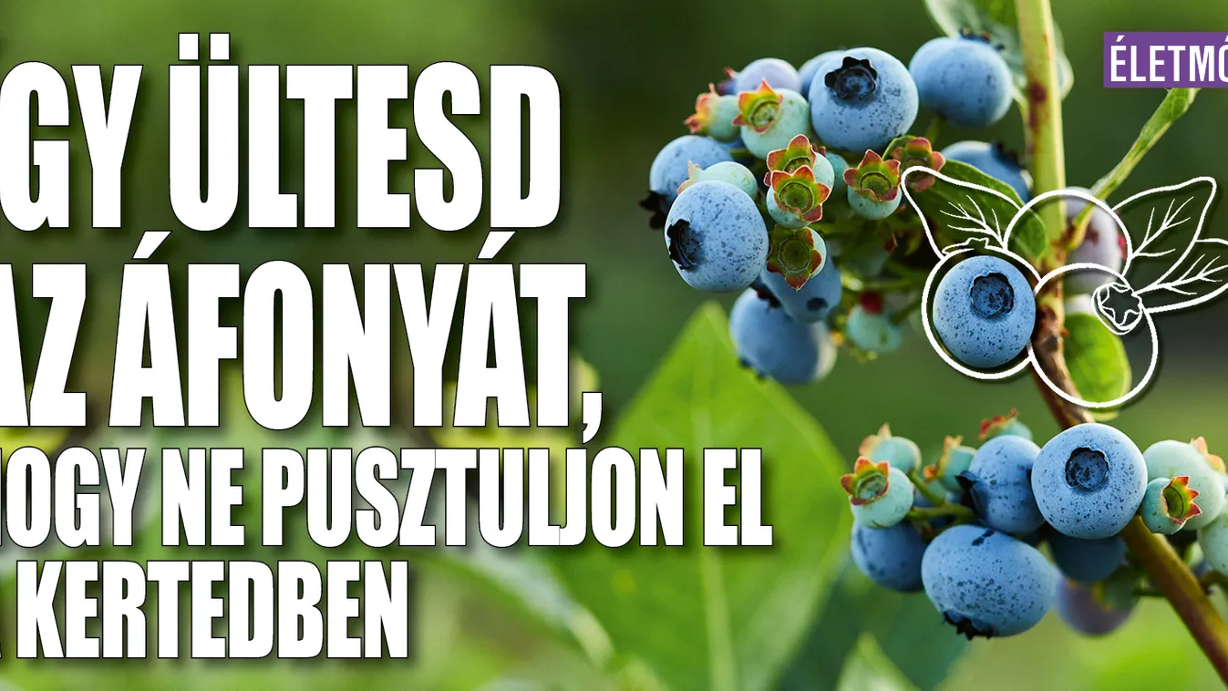 Így ültesd az áfonyát, hogy ne pusztuljon el