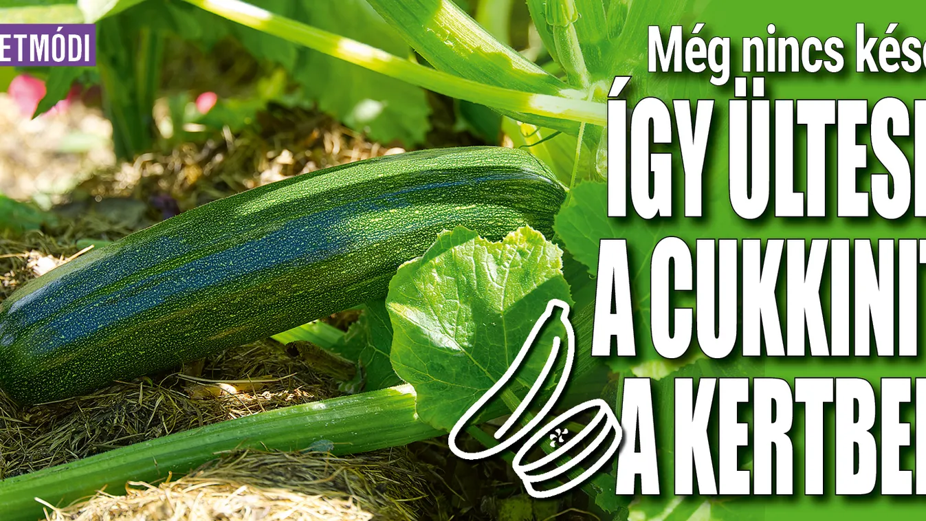 Még nem késő cukkinit ültetni: így lesz bőséges termésed
