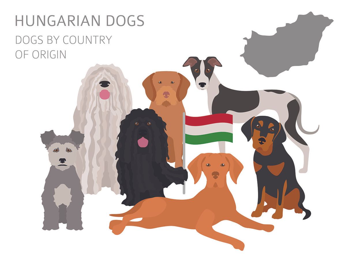 Egyre népszerűbbek az ősi magyar kutyafajták.