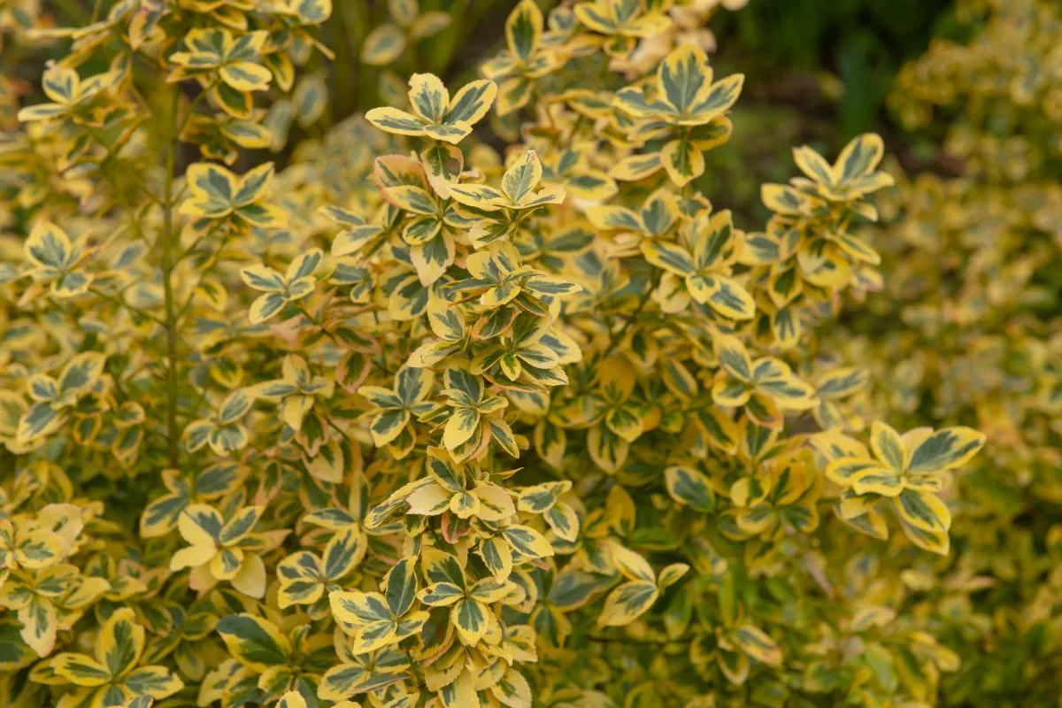 Winter,Foliage,Of,The,Evergreen,Fortune's,Spindle,Shrub,(euonymus,Fortunei