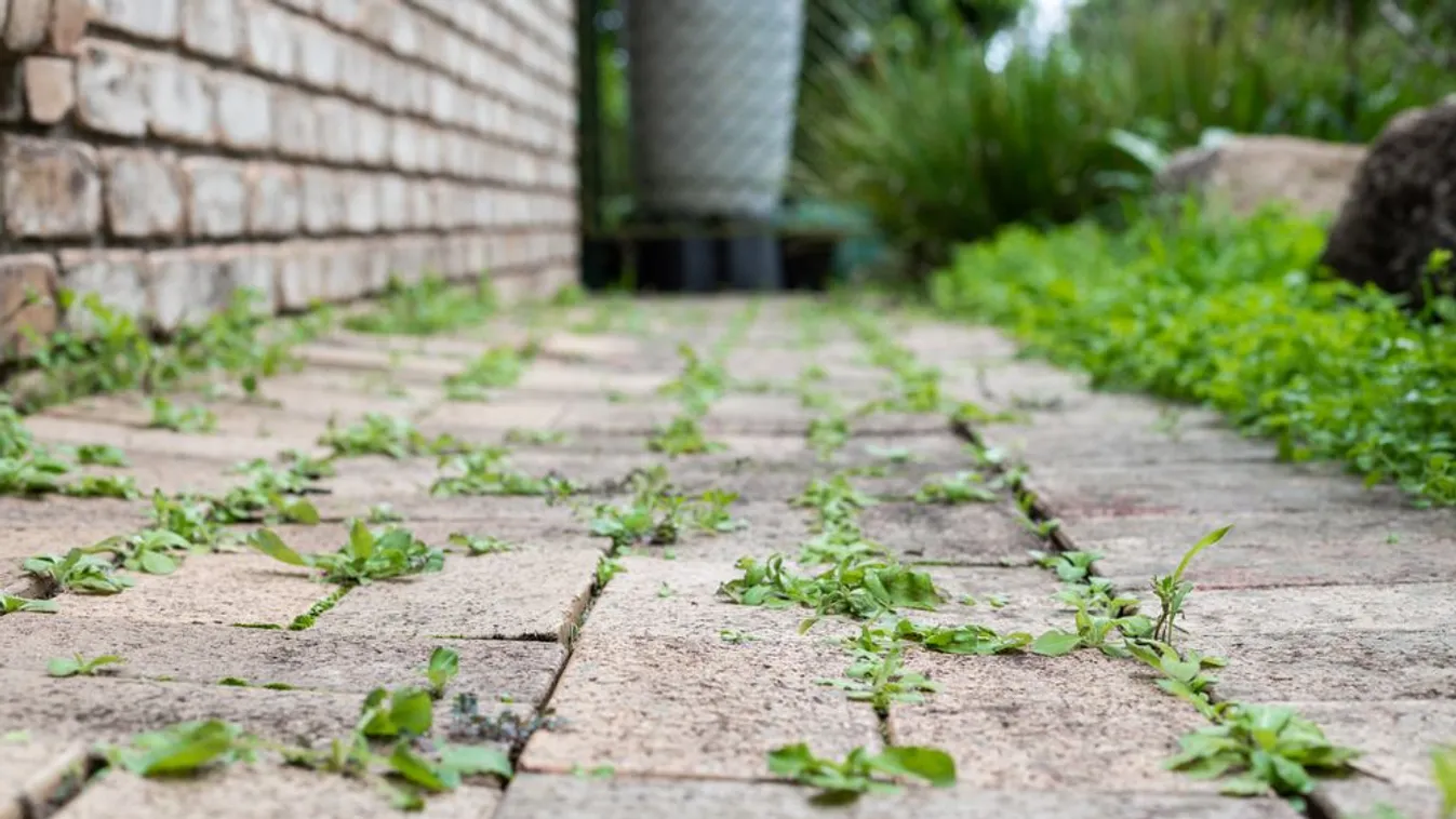 Garden,Path,With,Weeds,Growing,Between,Pavers,On,An,Overcast