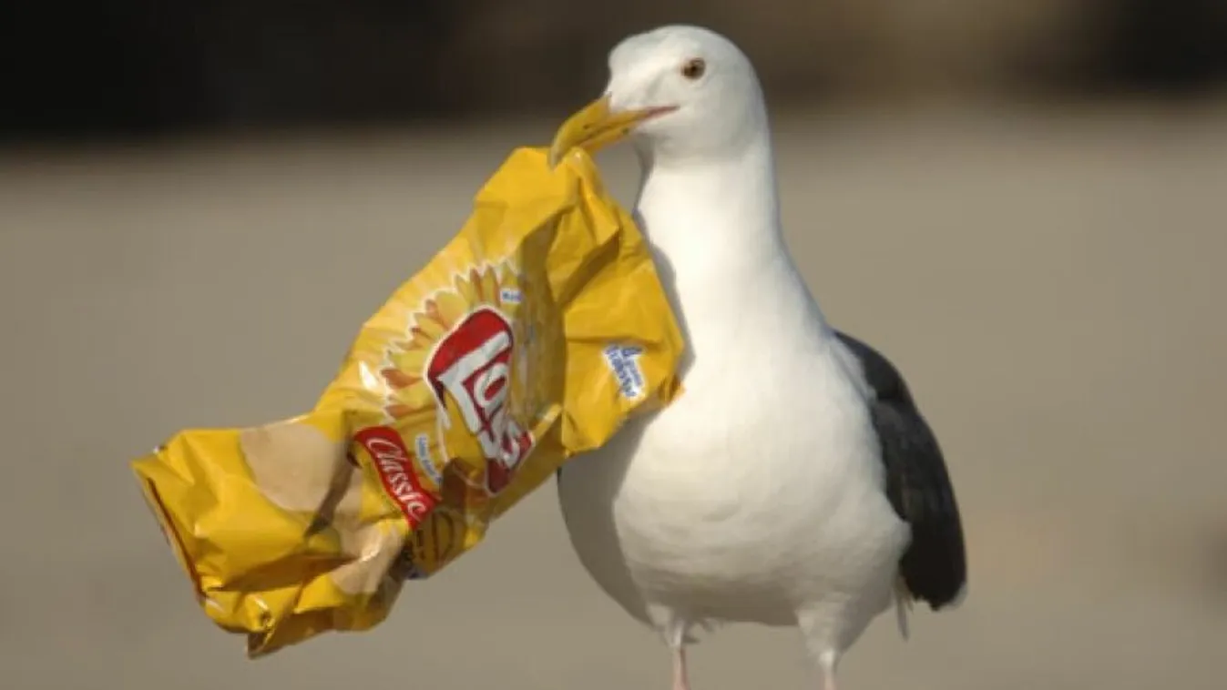 Több mint százezer forint értékben lopott nasit a Tescoból