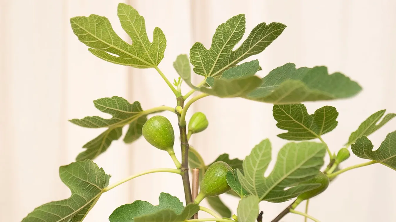 The,Fig,Was,One,Of,The,Earliest,Fruit,Trees,To