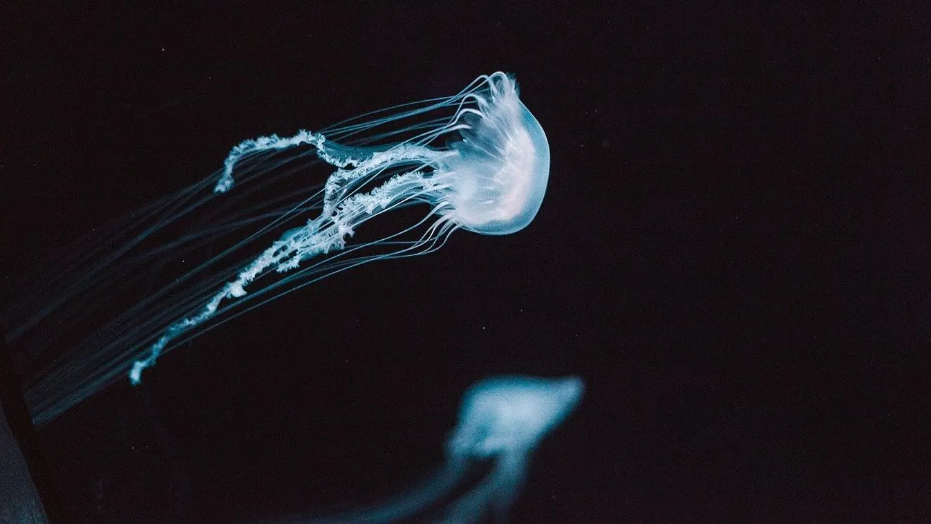 
Nyaralás a tengerparton: ezt ne tedd a medúzacsípéssel