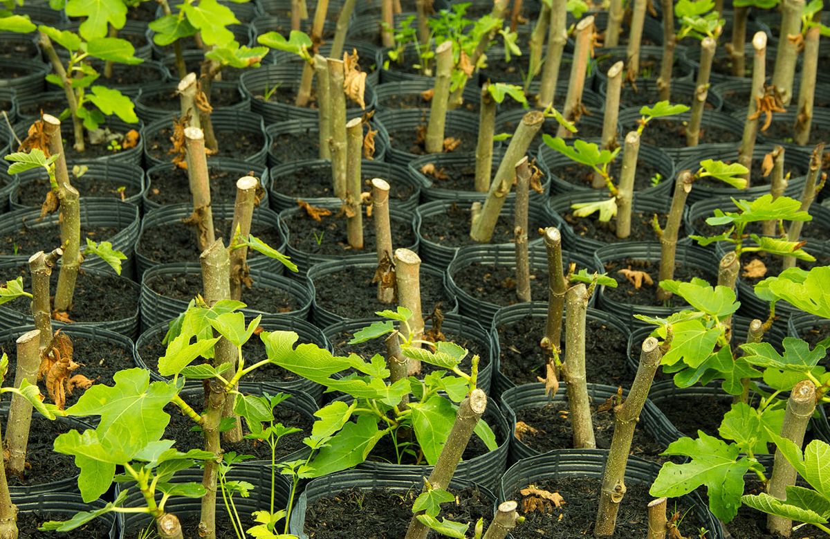 Fig,Seedlings,With,Leaves,In,Nursery,Bags