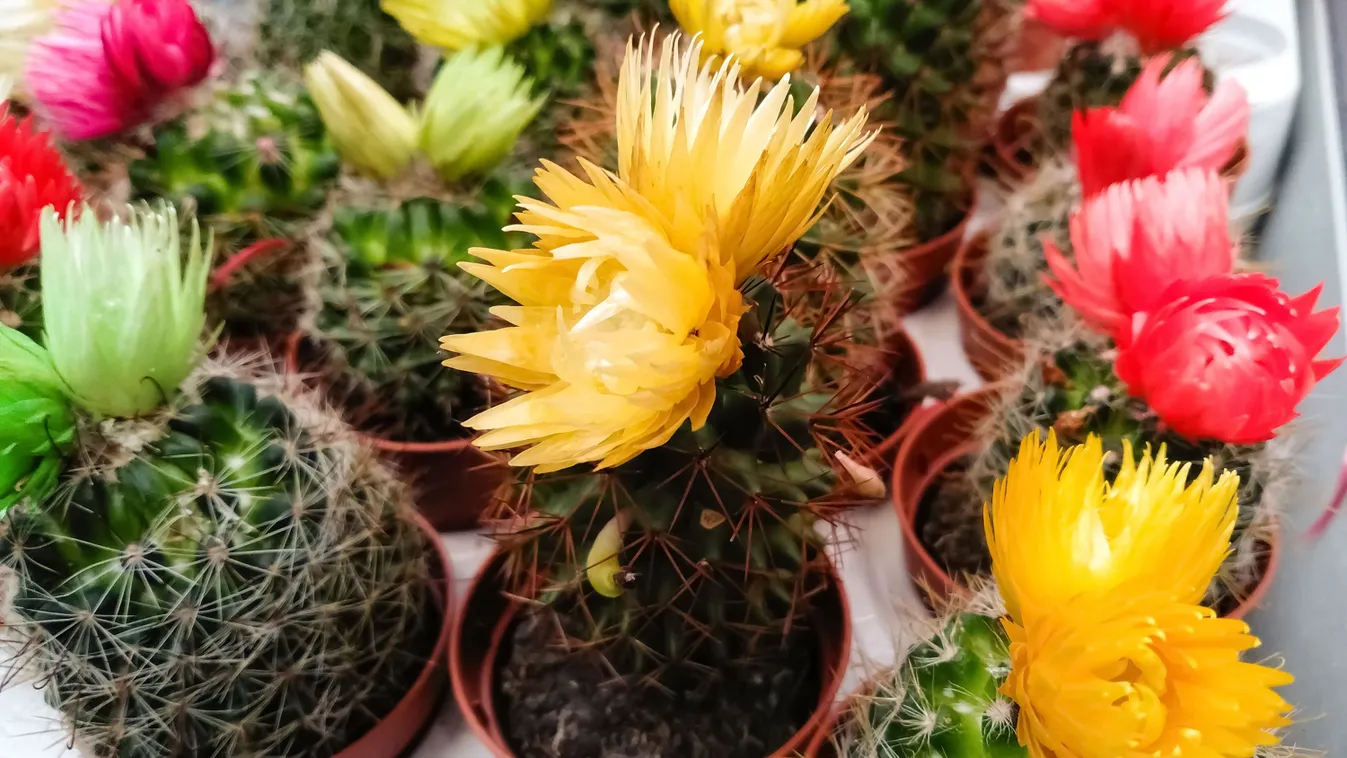 Itt a nagy kaktusz-átverés, anyáznak a vásárlók- Videó!