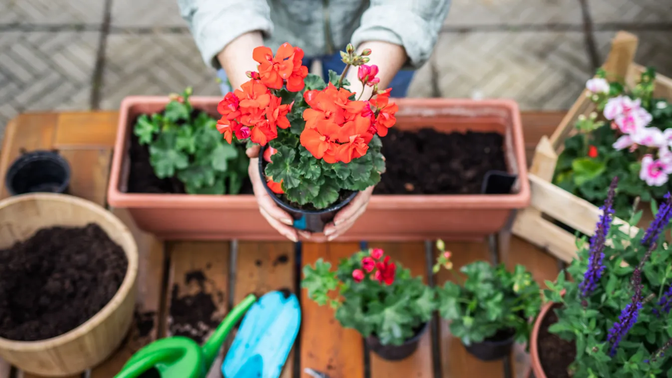 Ilyen növényt ültess, ha távol akarod tartani a bogarakat!