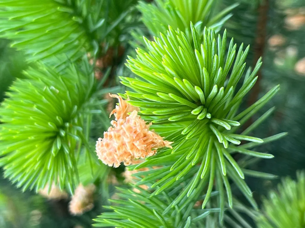 A fenyőrügy könnyen felismerhető, hiszen világosabb zöld, mint a fa többi lombja.