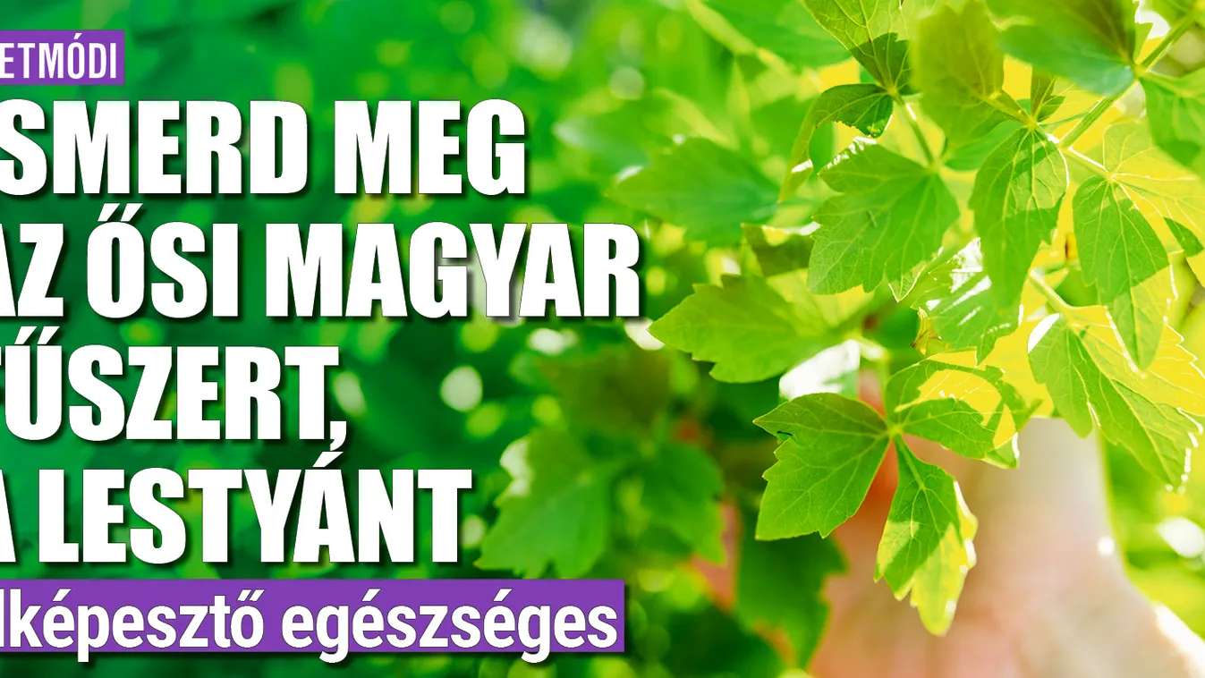 Ismerd meg az ősi magyar fűszert, a lestyánt